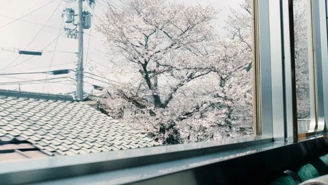 View from train window to cherry blossoms in Kyoto, Japan. Subway beetwen sakura Stock-Footage 106211790