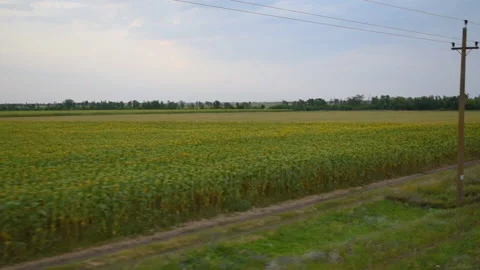 View from the train window on the fields with sunflowers and cut wheat Stock Footage 194013637