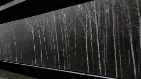 View from the train window on a foggy birch forest. Stock Footage 225245484