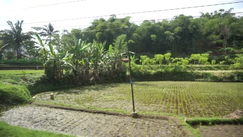 The view from the train window is a natural landscape of agricultural 스톡 동영상 333607124
