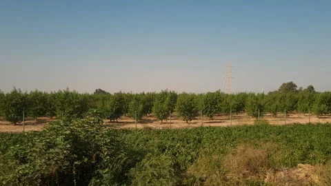 View from train window, orange farms, Adana Turkey Stock Footage 253814498