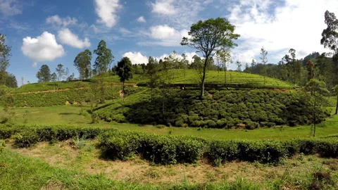 View from Train Window Passing Tea Plantations in Sri Lanka Stock Footage 337799501