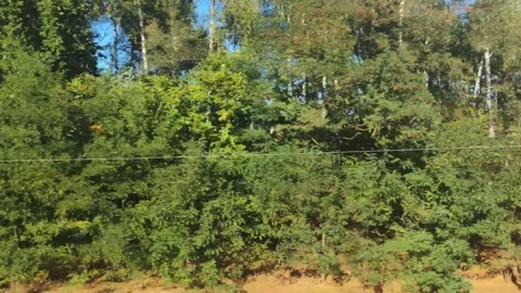 View from the train window of trees and forest, background. Copy space for text Stock Footage 300868076