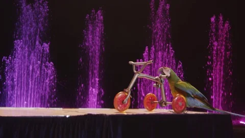 View of trained circus parrot riding a small bike, Moscow, Russia 動画素材 72609177