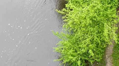 View Of A Tree Above The River Stock Footage 273945617