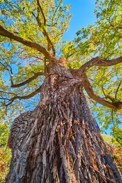 View up tree against bark with large branches and fall leaves Fotos Stock