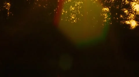 View of tree against sky Stock Footage 55333402