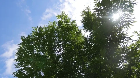 Up view on tree and clouds on blue sky Stock Footage