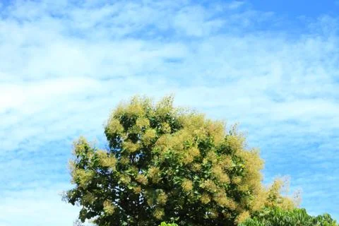 Up view on tree and clouds on blue sky Stock-Fotos