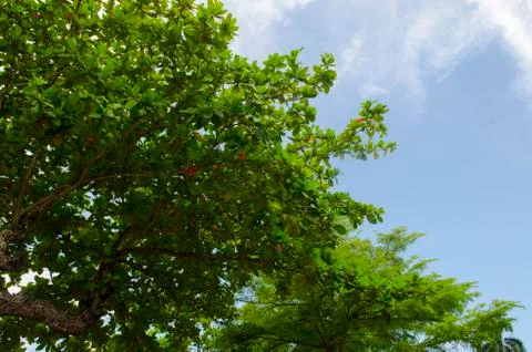 Up view on tree and clouds on blue sky Stock Photos