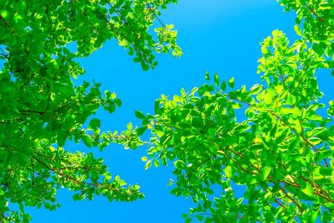 Up view on tree and clouds on blue sky.Fresh Green Beautiful Trees In Park An Stock Photos
