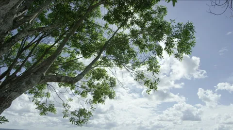 View of tree and clouds in sunlight Stockbeeldmateriaal 63056700