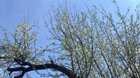 View Of Tree And Clouds In Sunlight Stock Footage 185393774