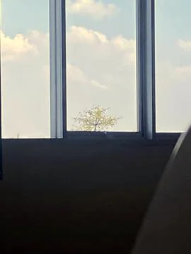 View of Tree and Clouds Through Vertical Window Frames Stock Photos