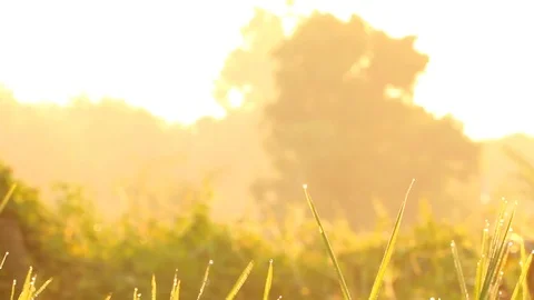 View of tree and grass leaves in the morning  Chiangmai  Thailand Stock Footage 103683585