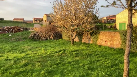 View of a tree and its flowers in spring Video stock 218625207
