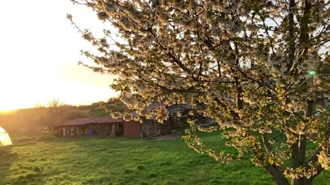 View of a tree and its flowers in spring Stock Footage 218625208