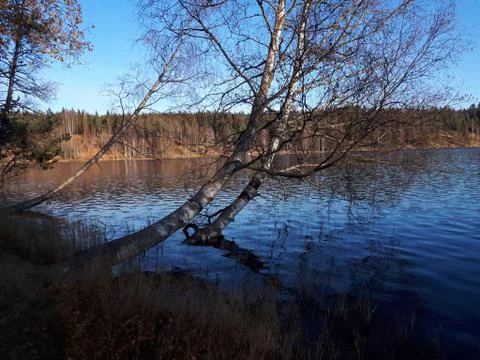 View of the tree and the lake Stock Photos