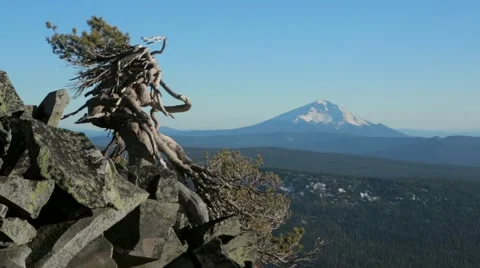 View of tree and Mount McLoughlin at the edge of mountain in forest Stock Footage 49013194