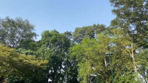 View of the tree and sky in Tao Dan Park, Ho Chi Minh City Stock Footage 219029326