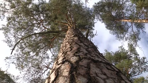 Up view of tree and sunlight effect. The tops of the winter pine trees Stock Footage 123967994