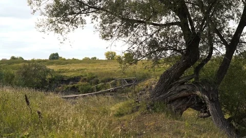 A view of a tree and a suspension bridge Stock Footage 80279982