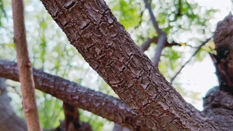 The view of tree bark Stock Footage 234846030