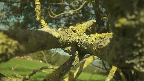 The view of tree bark Stock Footage 234949681