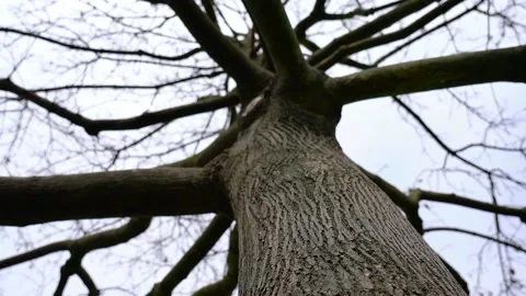 The view of tree bark Stock Footage 234949682