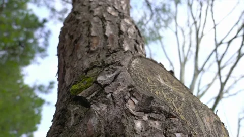 The view of tree bark Stock Footage 234949685