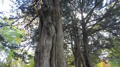 The view of tree bark Stock Footage 234949963