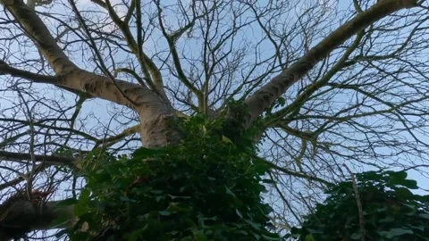 The view of tree bark Stock Footage 234949974