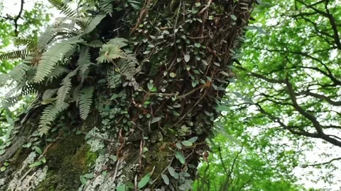 A view of tree bark Stock Footage 234949990