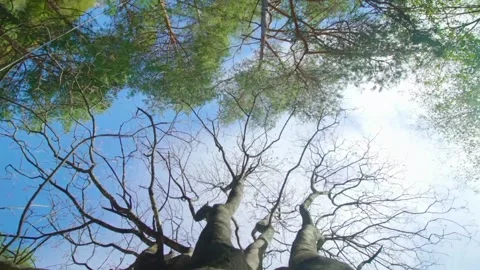 The view of tree bark Stock Footage 234950283