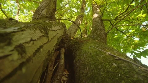The view of tree bark Stock Footage 234950289