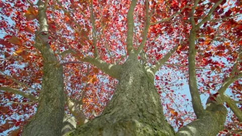 The view of tree bark Stock Footage 234950451
