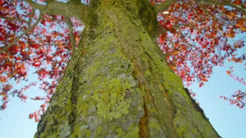 The view of tree bark Stock Footage 234950643