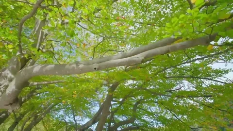 The view of tree bark Stock Footage 234950824