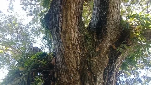 The view of tree bark Stock Footage 234994516