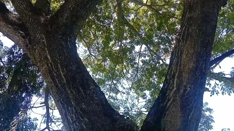 The view of tree bark Stock Footage 234994558