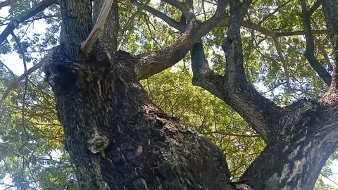 The view of tree bark Stock Footage 234994615