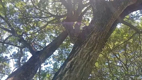 The view of tree bark Stock Footage 234994685