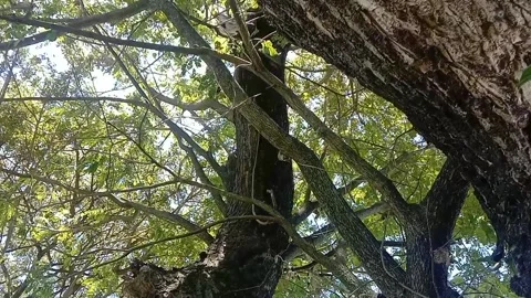 The view of tree bark Stock Footage 234995272