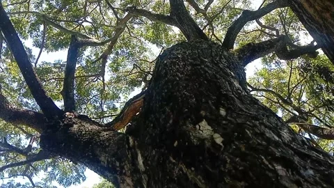 The view of tree bark Stock Footage 234995332