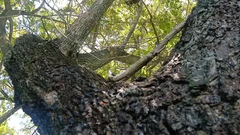 The view of tree bark Stock Footage 234995419