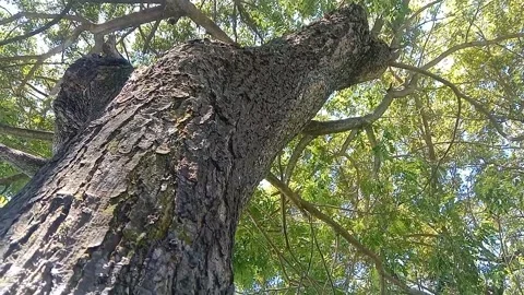 The view of tree bark Stock Footage 234995428