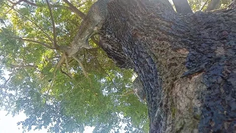 The view of tree bark Stock Footage 234995996