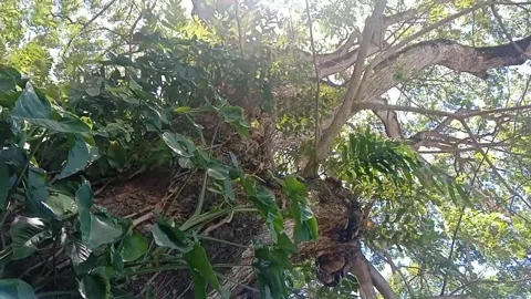 The view of tree bark Stock Footage 234995999