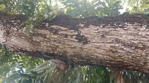 The view of tree bark Stock Footage 234996160