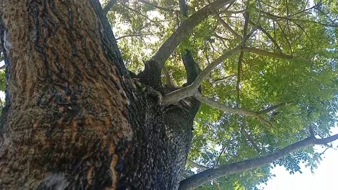 The view of tree bark Stock Footage 234996200